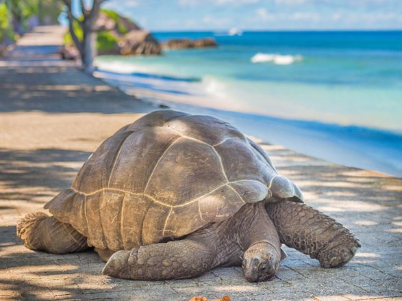 Escale Seychelles (Aldabra)