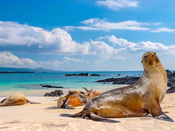 Escale Iles Galapagos (Baie Sullivan)