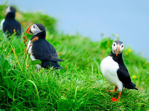 Escale Islande (Bakkagerdi)