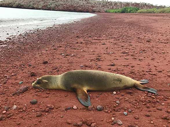 Escale Iles Galapagos ( Ile Rabida)