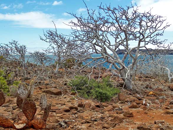 Escale Iles Galapagos (Ile Seymour Nord)