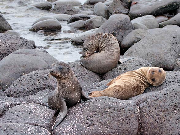 Escale Iles Galapagos (Ile Seymour Nord)