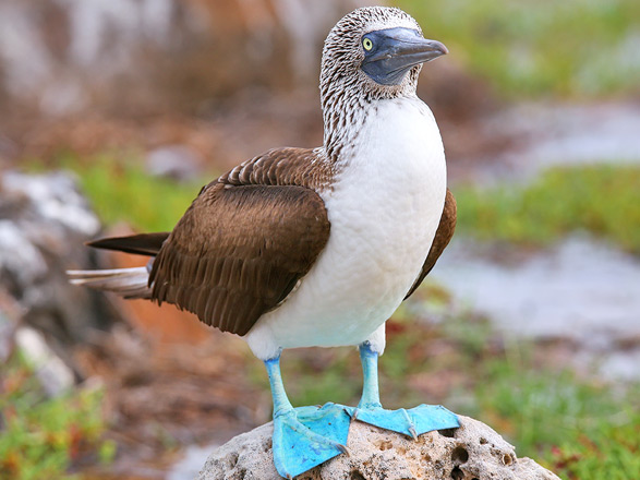Escale Iles Galapagos (Ile Seymour Nord)