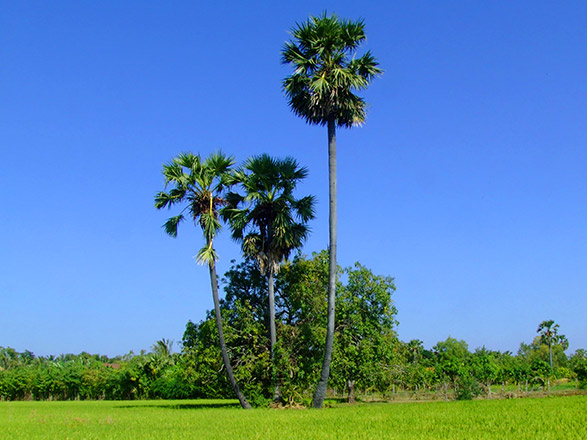 Escale Koh Chen - Kampon Tralach - Kampong Chhnang