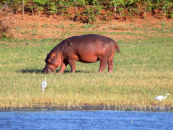 Escale Lac Kariba (Zimbabwe)
