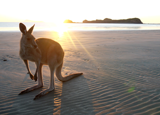 Escale Australie (Kangaroo Island)