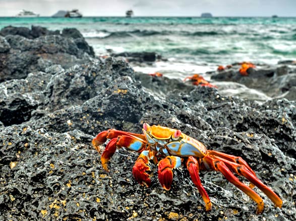 Escale Iles Galapagos (Las Bachas)