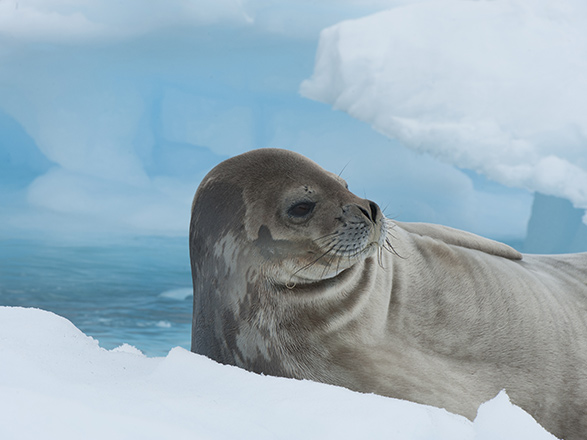 Escale Antarctique (Mer de Weddell)