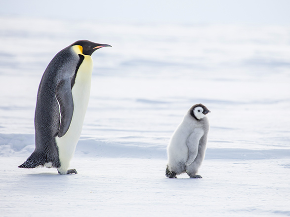 Escale Antarctique (Mer de Weddell)