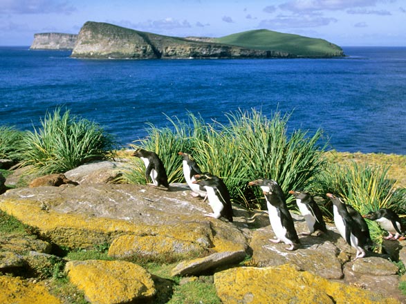Escale Iles Malouines (New Island)