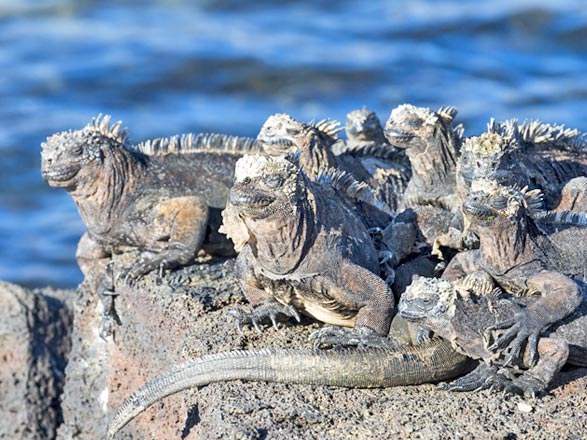 Escale Iles Galapagos (Puerto Egas)