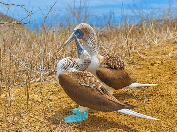 Escale Iles Galapagos (Punta Pitt)