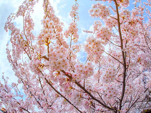 Escale Japon (Sakata)