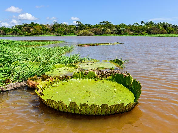Escale Amazonie (Santarem)