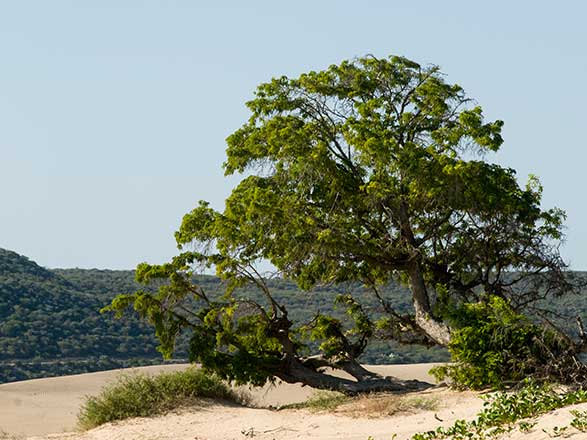 Escale Madagascar (Sarodrano)