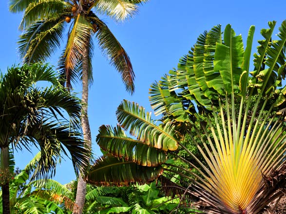 Escale Iles Tonga (Vava'u)