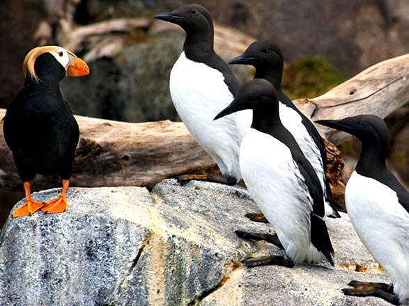 https://static.abcroisiere.com/images/fr/escales/escale,seward-seward_zoom,US,SWD,45932.jpg