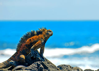 Escale Iles Galapagos (Ile Isabela)