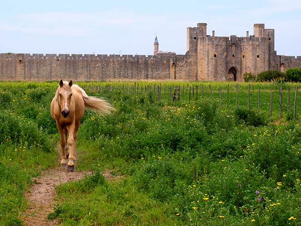 Escale AIGUES-MORTES