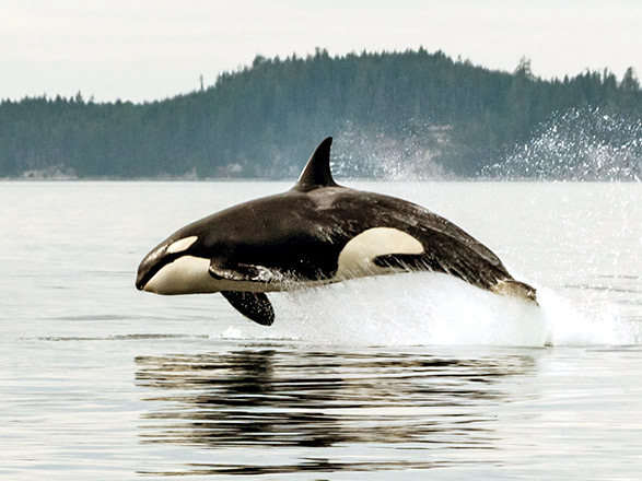 Escale Canada (Détroit de Johnstone)