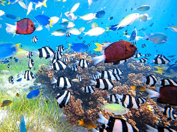 Escale iIe Ureparapara (Vanuatu)