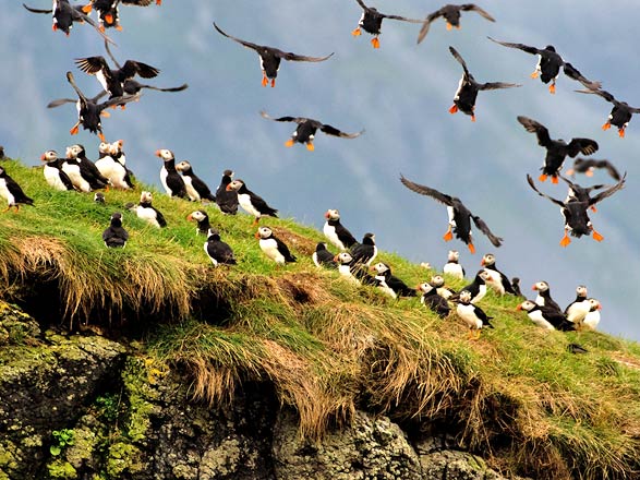 Escale Ecosse (Ile de Canna)