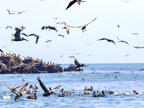 Escale Panama (Isla Pacheca)