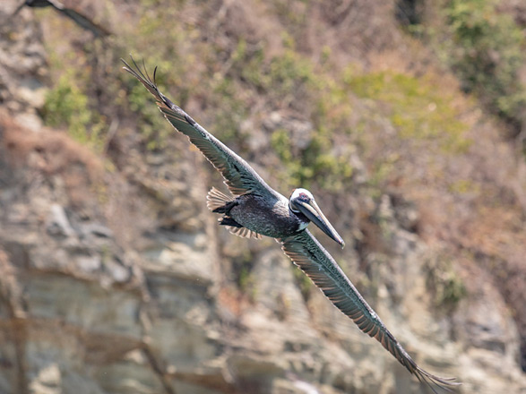 Escale Panama (Isla Pacheca)