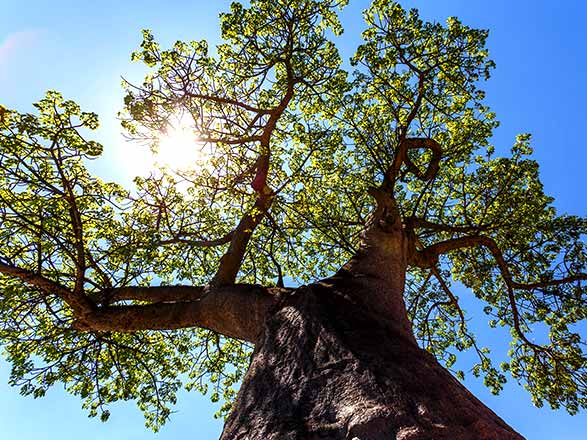 Escale LAC KARIBA - NAVIGATION SUR LA RIVIERE GACHE-GACHE (Zimbabwe)