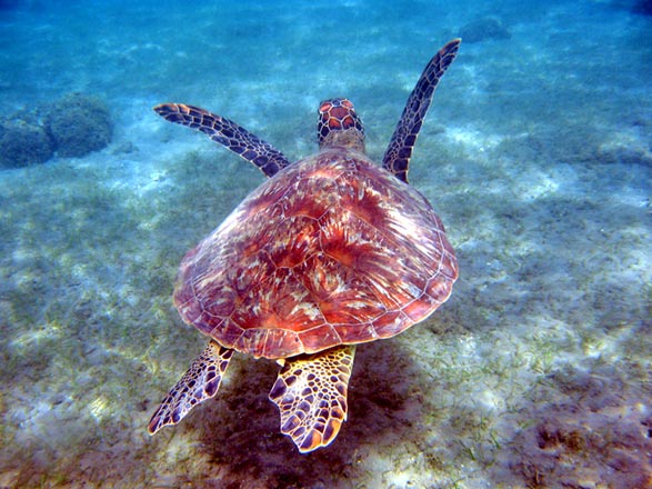 Escale Mayotte (Mamoudzou)
