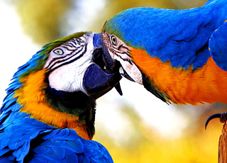 Escale Amazonie (Nova Airo)