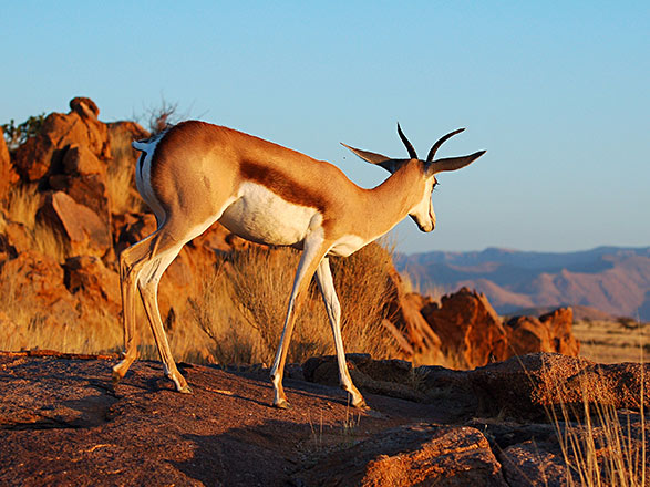 Escale Parc National de Chobé (Namibie-Botswana)