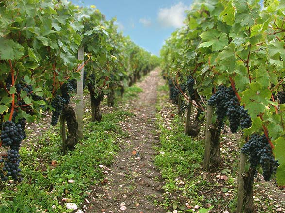 Escale Pauillac (FR)