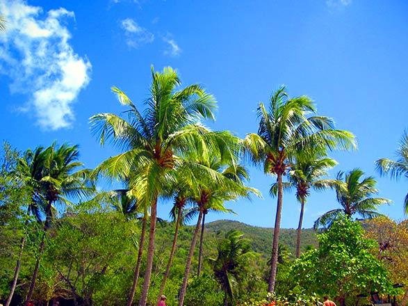 Escale Antigua et Barbuda (St John's)