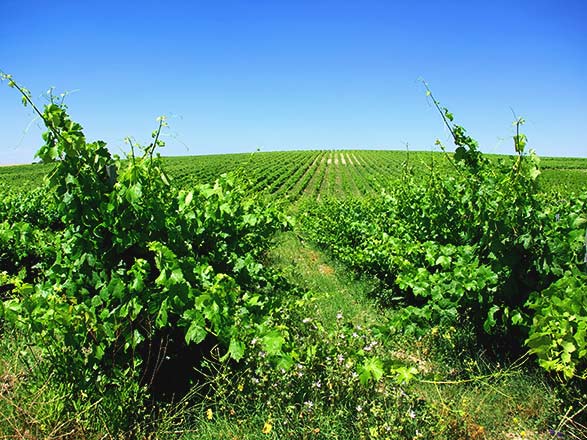 Escale REGUA - PINHAO - VEGA DE TERON (Espagne)