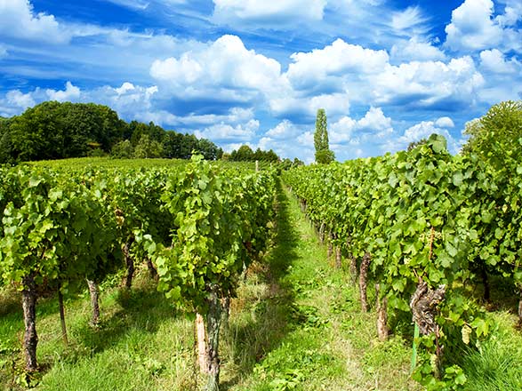 Escale WALTENHEIM SUR ZORN