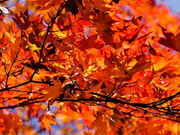 Escale Japon (Yatsushiro)