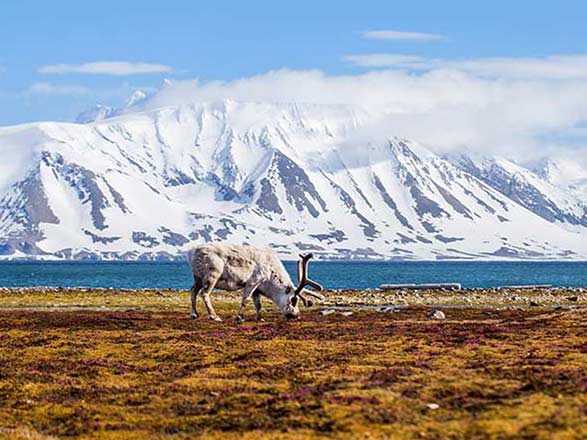 https://static.service-voyages.com/mobile/croisiere/images/fr/escales/escale,longyearbyen-longyearbyen_zoom,SJ,LYR,74165.jpg