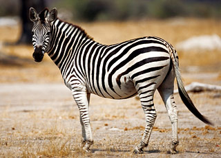 https://static.service-voyages.com/mobile/croisiere/images/fr/escales/escale,walvis bay-walvis bay_zoom,NA,WVB,13838.jpg